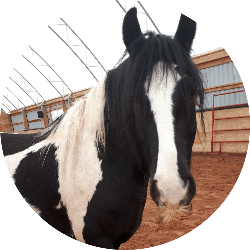 A portrait of a black and white horse with a characteristic white moustache, named Waston