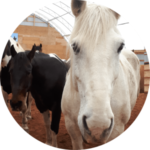 A portrait of a white horse with a white mane, named Zena